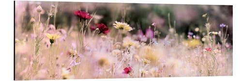 Tableau en aluminium Panorama d'un champ de fleurs sauvages I