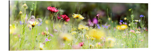 Tableau en aluminium Panorama d'un pré de fleurs sauvages II