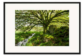 Gerahmter Kunstdruck Alte moosbewachsene Eiche
