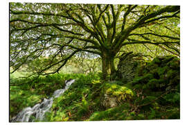 Magnettafel Alte moosbewachsene Eiche