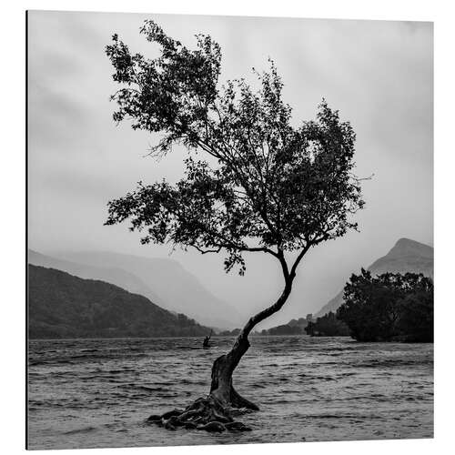 Tableau en aluminium Un arbre solitaire défie le temps