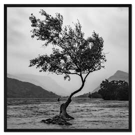 Gerahmter Kunstdruck Einsamer Baum trotzt dem Wetter