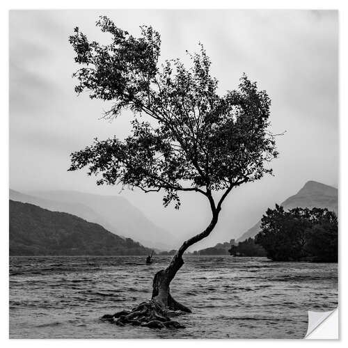 Selvklebende plakat Lonely tree defies the weather