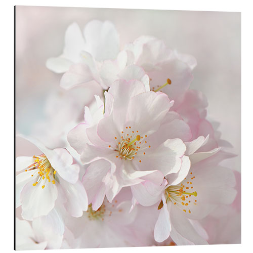 Cuadro de aluminio White spring blossoms I