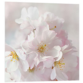 Foam board print White spring blossoms I