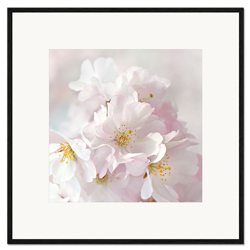 Framed art print White spring blossoms I