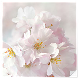 Vinilo para la pared White spring blossoms I