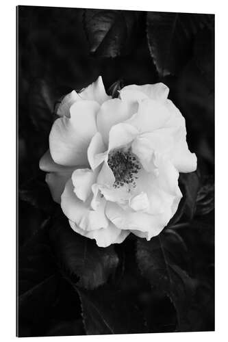 Galleriprint Rose