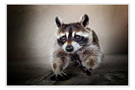 Poster  Raccoon No. 3 - Bettina Dittmann