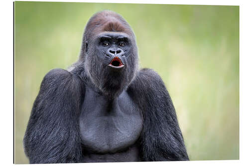 Gallery print Silverback