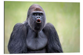 Magnettafel Silberrücken