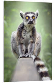 Aluminium print Lemur