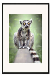 Gerahmter Kunstdruck Lemur
