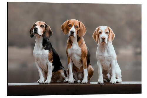 Stampa su alluminio Beagle Trio