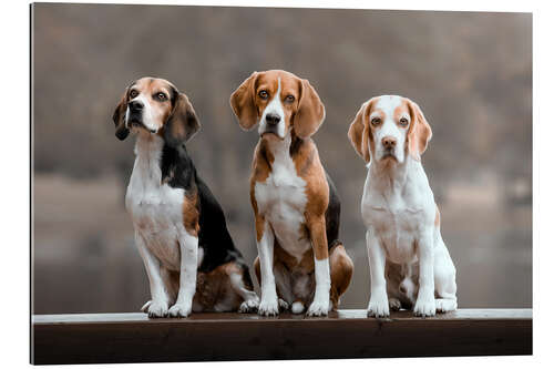 Quadro em plexi-alumínio Beagles Trio