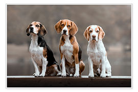 Poster Trio de beagles