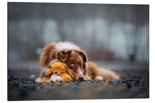 Aluminium print Australian Shepherd with Teddy