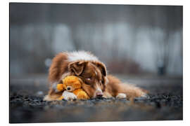 Aluminiumtavla Australian Shepherd with Teddy