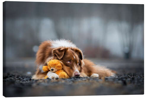 Leinwandbild Australian Shepherd mit Teddy