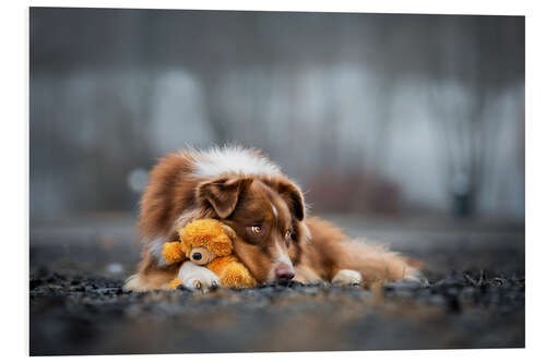 Foam board print Australian Shepherd with Teddy