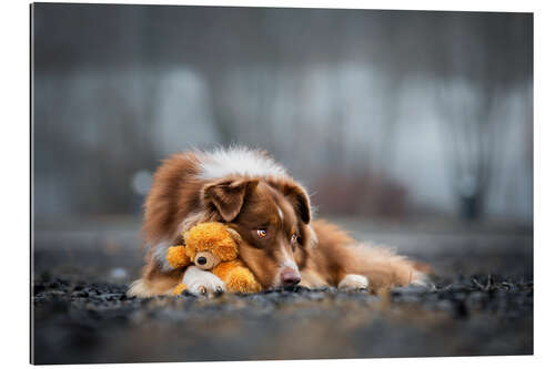 Gallery print Australian Shepherd with Teddy