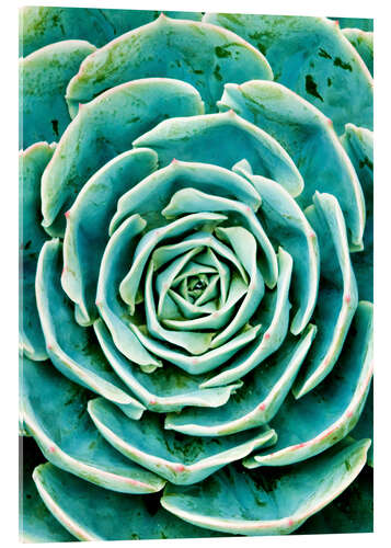 Acrylic print Succulents 2