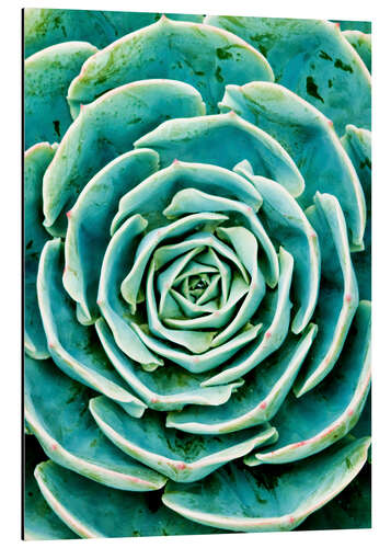 Aluminium print Succulents 2