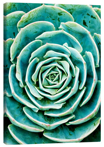 Tableau sur toile Succulentes 2