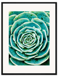 Gerahmter Kunstdruck Sukkulente