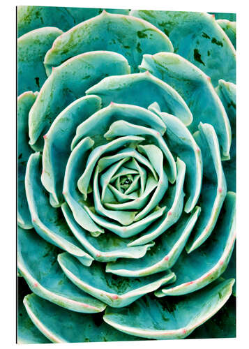 Quadro em plexi-alumínio Succulents 2