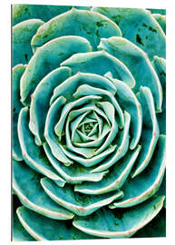 Quadro em plexi-alumínio Succulents 2