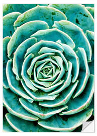 Sticker mural Succulentes 2