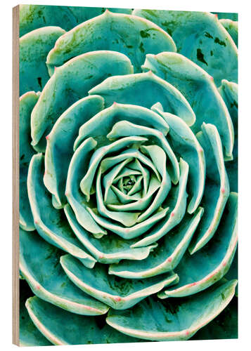 Quadro de madeira Succulents 2