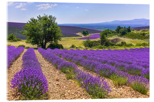 Stampa su vetro acrilico Campi di lavanda della Provenza