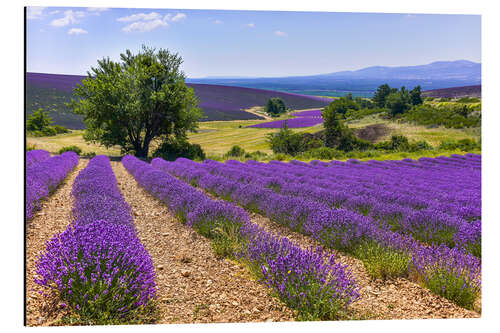 Aluminium print Lavender fields of Provence