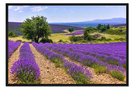 Gerahmter Kunstdruck Lavendelfelder der Provence