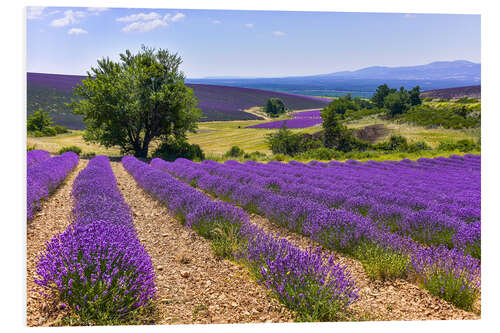 Print på skumplade Lavender fields of Provence