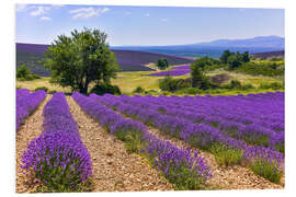 Foam board print Lavender fields of Provence