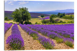 Gallery print Lavender fields of Provence