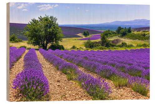 Hout print Lavender fields of Provence