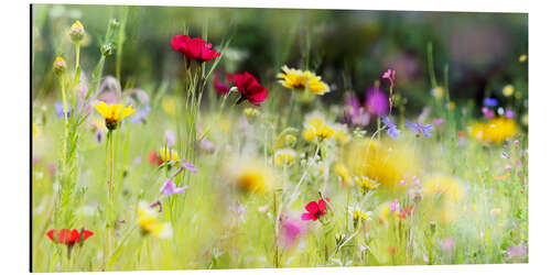 Tableau en aluminium Prairie de fleurs sauvages