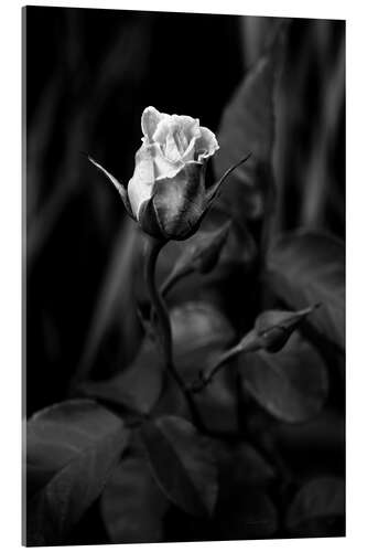 Acrylic print Rose black and white