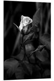 Aluminium print Rose black and white