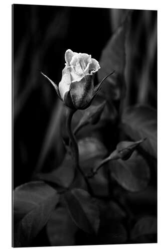 Galleritryk Rose black and white