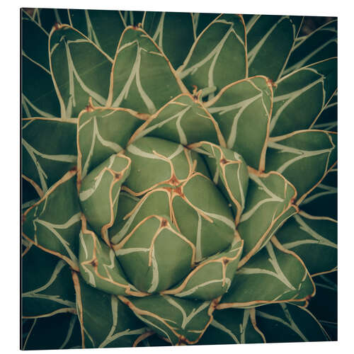 Aluminium print Agave