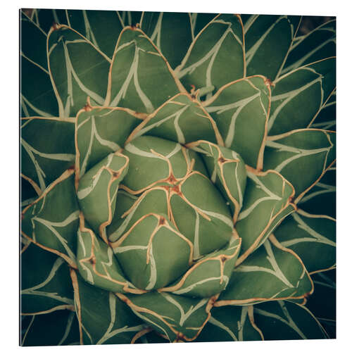 Quadro em plexi-alumínio Agave