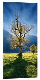 Aluminium print Autumn maple tree