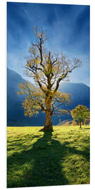 Foam board print Autumn maple tree