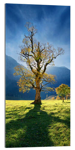 Gallery print Autumn maple tree