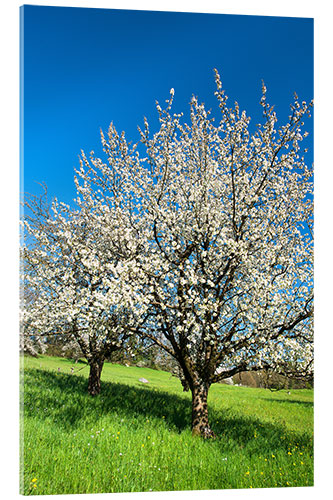 Acrylic print Blossoming cherry trees on the field